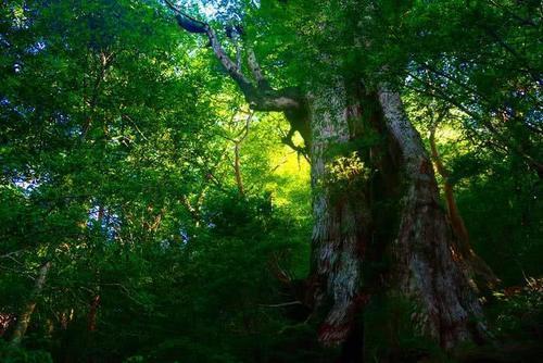 火了！这座小岛，宫崎骏、田馥甄、阮经天都去过！