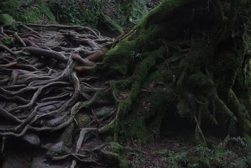 火了！这座小岛，宫崎骏、田馥甄、阮经天都去过！