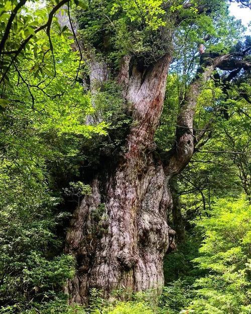 火了！这座小岛，宫崎骏、田馥甄、阮经天都去过！