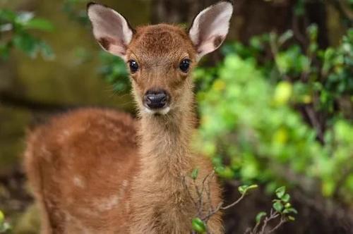 火了！这座小岛，宫崎骏、田馥甄、阮经天都去过！