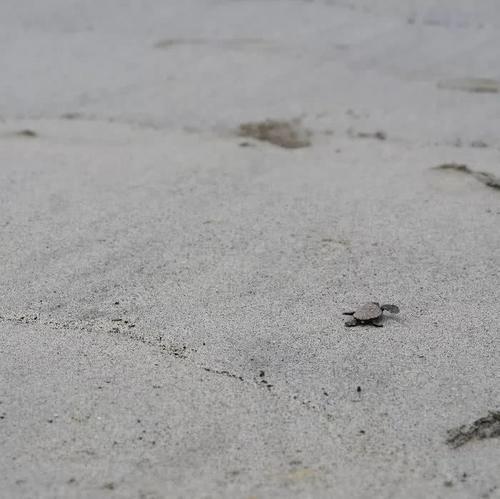 火了！这座小岛，宫崎骏、田馥甄、阮经天都去过！