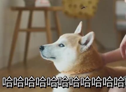 杉田智和与梅原裕一郎出演电蚊香广告，画面太美被吐槽是低级咒物