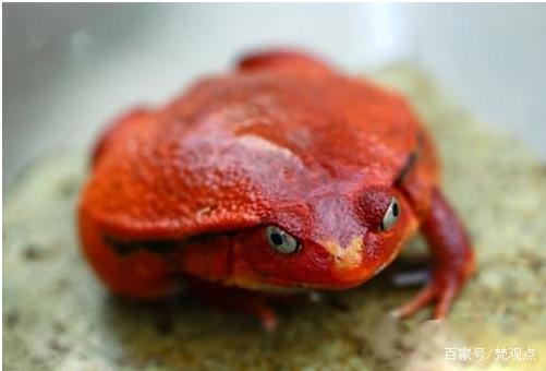 解密安东是谁？