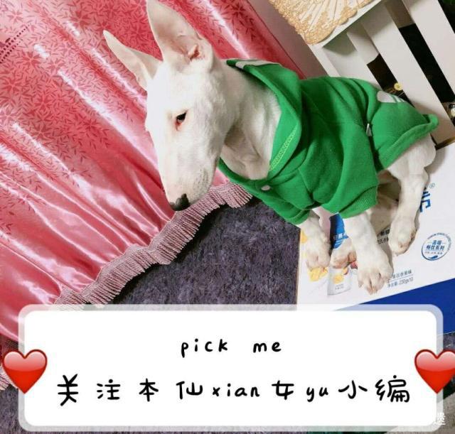 万物皆是小姐姐，皮卡丘忍了，米奇也忍了，看到派大星心动了