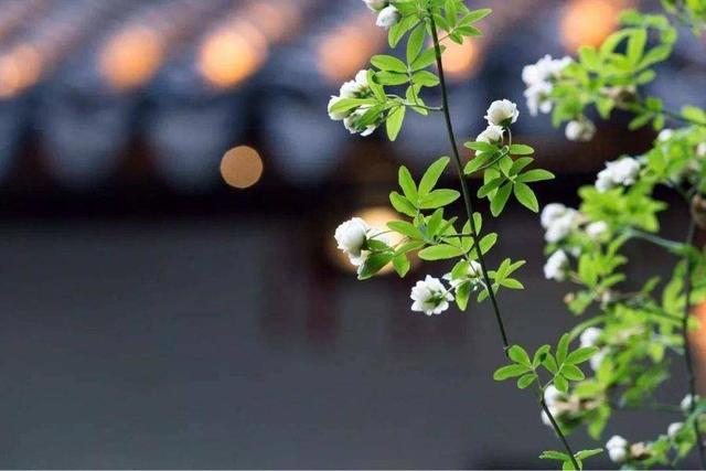 中年人的回忆杀为什么来势汹涌