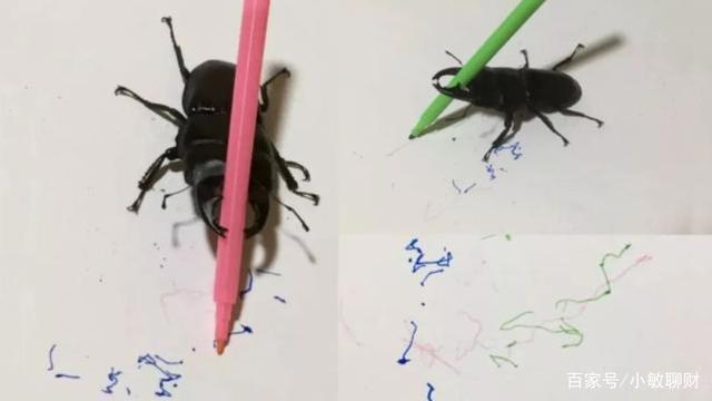 温州小伙不顾家人反对，躲进深山养3万只甲虫，最贵的要千元一只