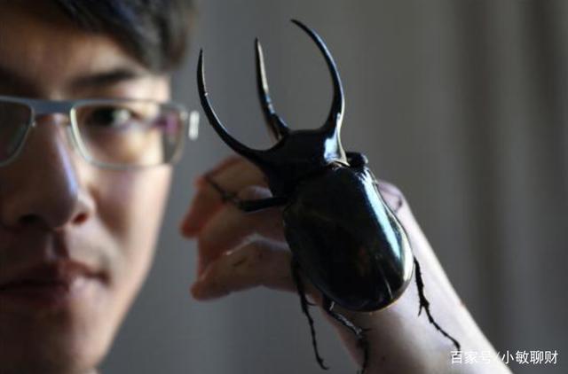 温州小伙不顾家人反对，躲进深山养3万只甲虫，最贵的要千元一只