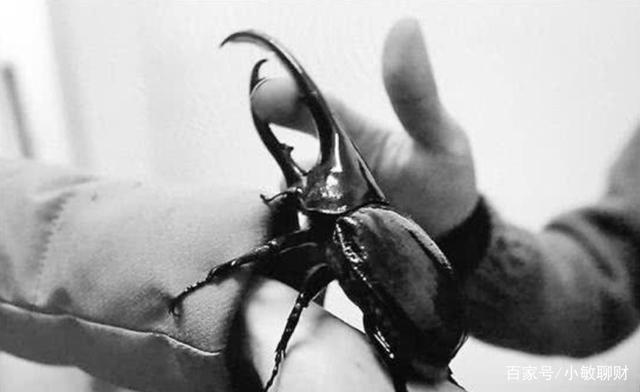 温州小伙不顾家人反对，躲进深山养3万只甲虫，最贵的要千元一只