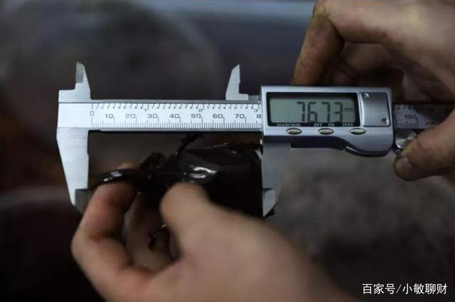 温州小伙不顾家人反对，躲进深山养3万只甲虫，最贵的要千元一只