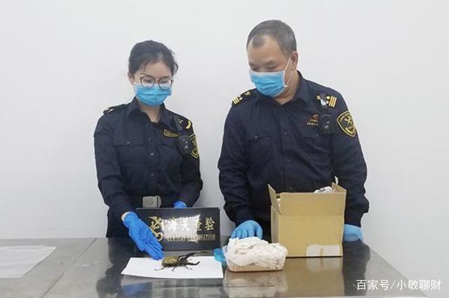 温州小伙不顾家人反对，躲进深山养3万只甲虫，最贵的要千元一只