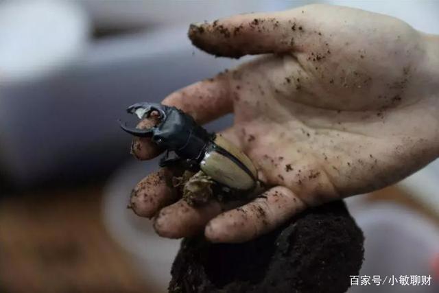温州小伙不顾家人反对，躲进深山养3万只甲虫，最贵的要千元一只
