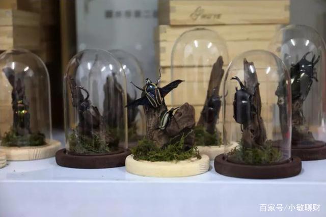 温州小伙不顾家人反对，躲进深山养3万只甲虫，最贵的要千元一只