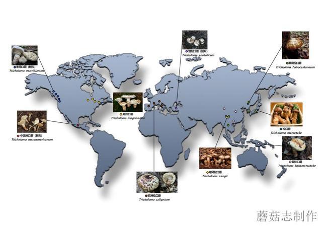 一文带你看世界各地的“松茸”