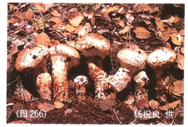 一文带你看世界各地的“松茸”