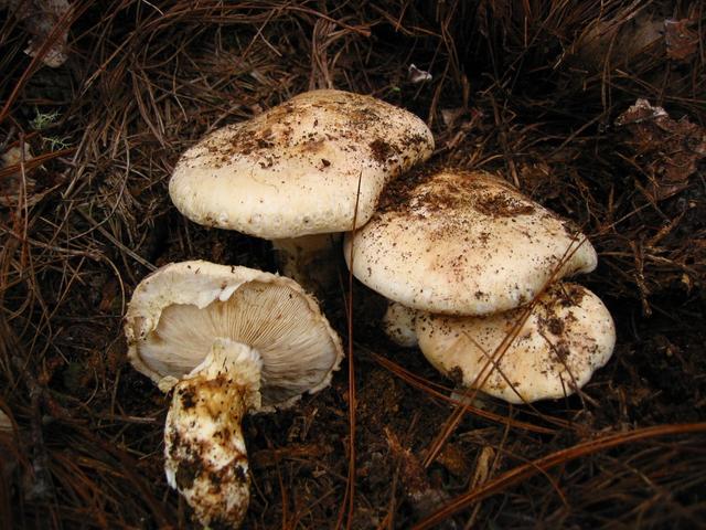 一文带你看世界各地的“松茸”