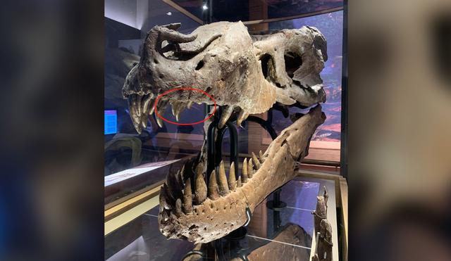 这只霸王龙真缺个牙医！口腔的感染，或让它生前没咋过好日子