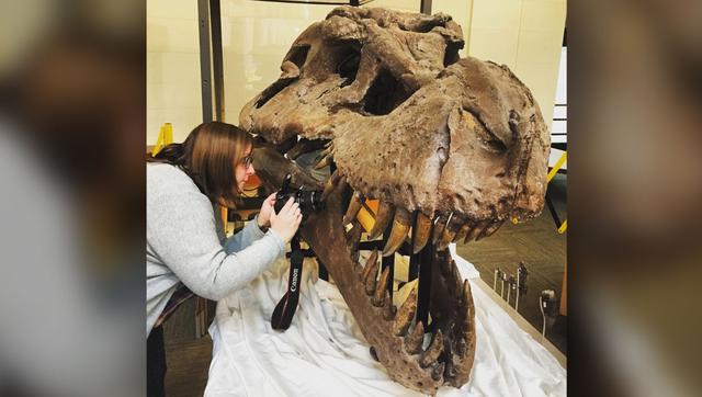 这只霸王龙真缺个牙医！口腔的感染，或让它生前没咋过好日子