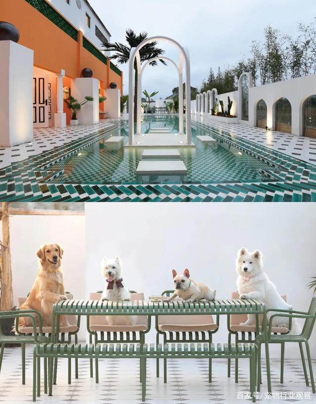 宠物业上车新机会？萌宠周边主题集市TA!Market亮相它博会宠物展