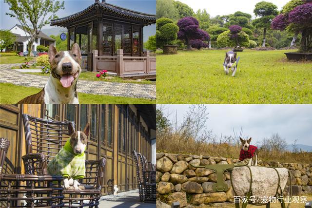 宠物业上车新机会？萌宠周边主题集市TA!Market亮相它博会宠物展