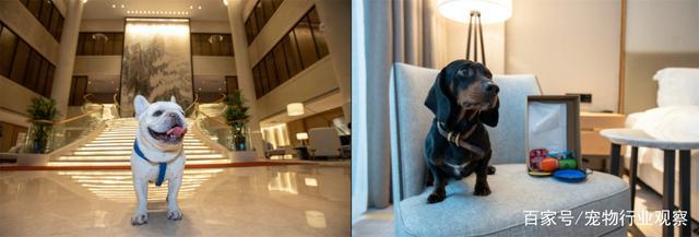 宠物业上车新机会？萌宠周边主题集市TA!Market亮相它博会宠物展