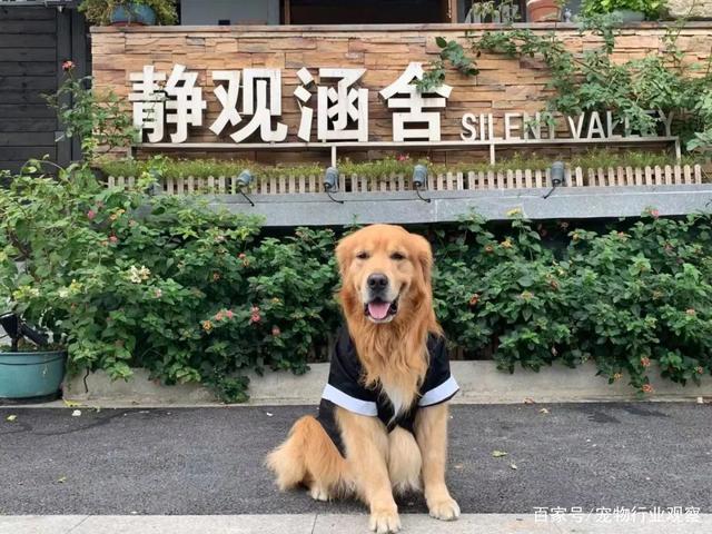 宠物业上车新机会？萌宠周边主题集市TA!Market亮相它博会宠物展