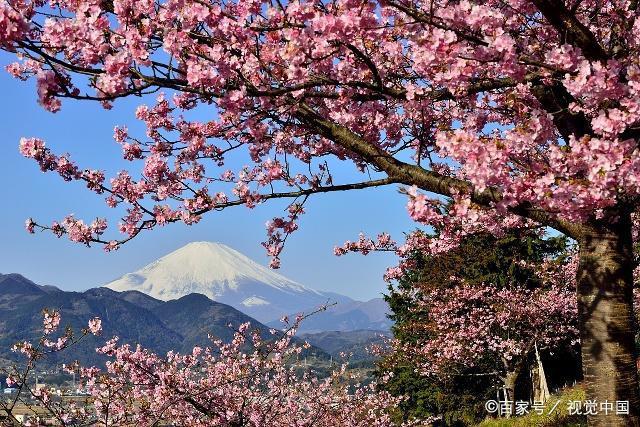 日本游玩最大感受：樱花动漫要看水比奶贵不要打的士