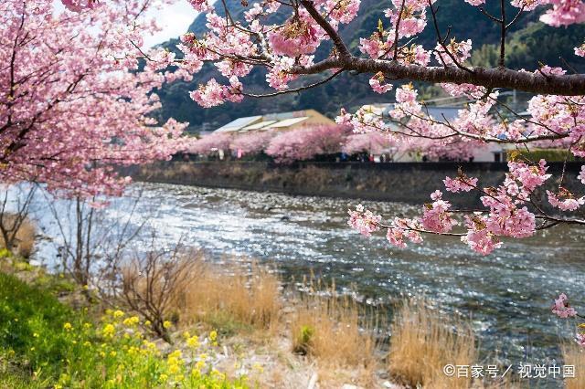 日本游玩最大感受：樱花动漫要看水比奶贵不要打的士
