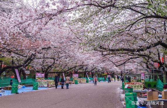 玩转亚洲旅游攻略，来日本东京这座动漫爱好者的天堂赏樱花吧