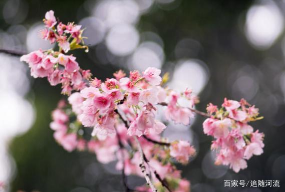 玩转亚洲旅游攻略，来日本东京这座动漫爱好者的天堂赏樱花吧