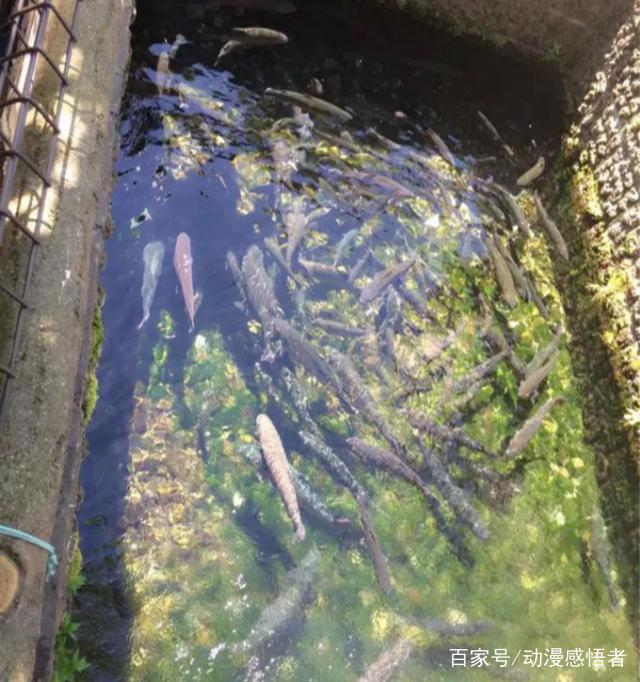 在这个夏天一起走进动漫的城市，感受下真正二次元的世界吧！