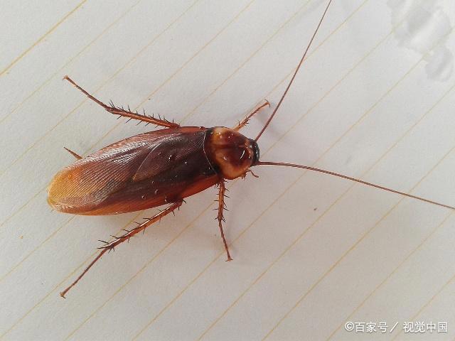 这部漫画曾男榜排名第一位，火星异种进化，报复人类