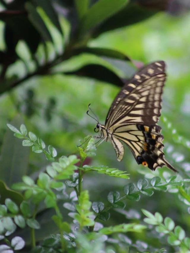 毛虫是怎样飞起来的？