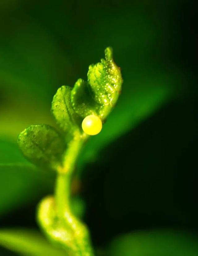 毛虫是怎样飞起来的？