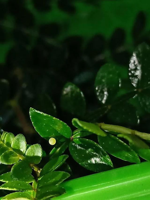 毛虫是怎样飞起来的？