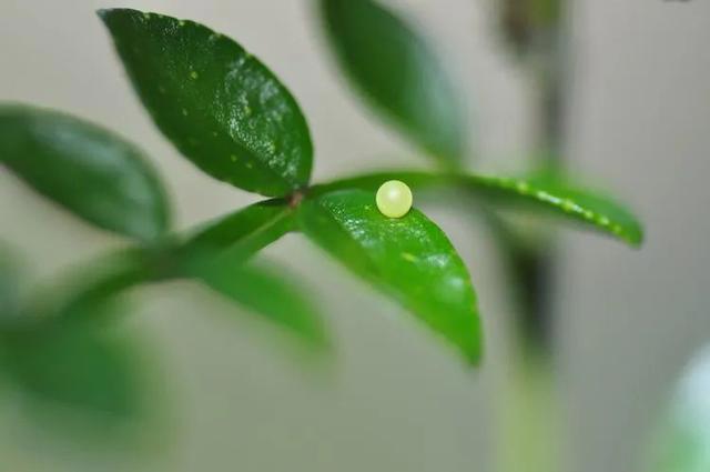 毛虫是怎样飞起来的？