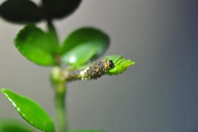 毛虫是怎样飞起来的？