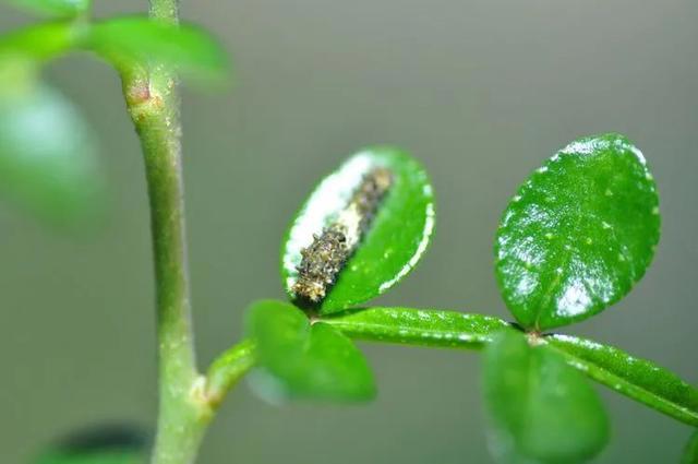 毛虫是怎样飞起来的？