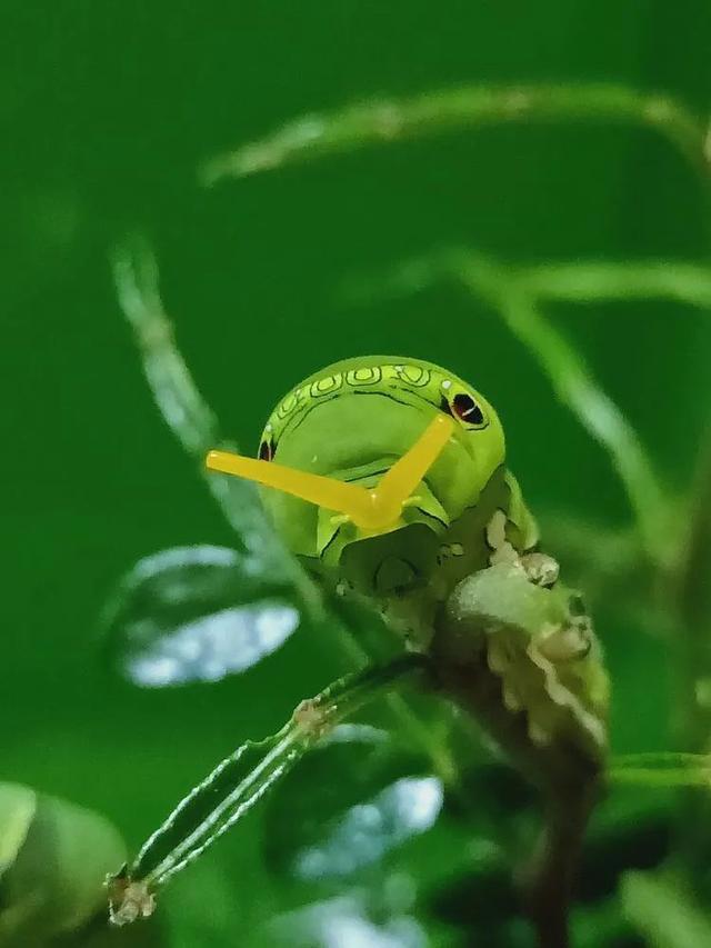 毛虫是怎样飞起来的？