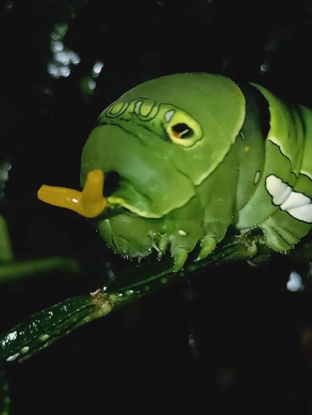 毛虫是怎样飞起来的？