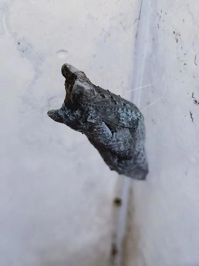 毛虫是怎样飞起来的？