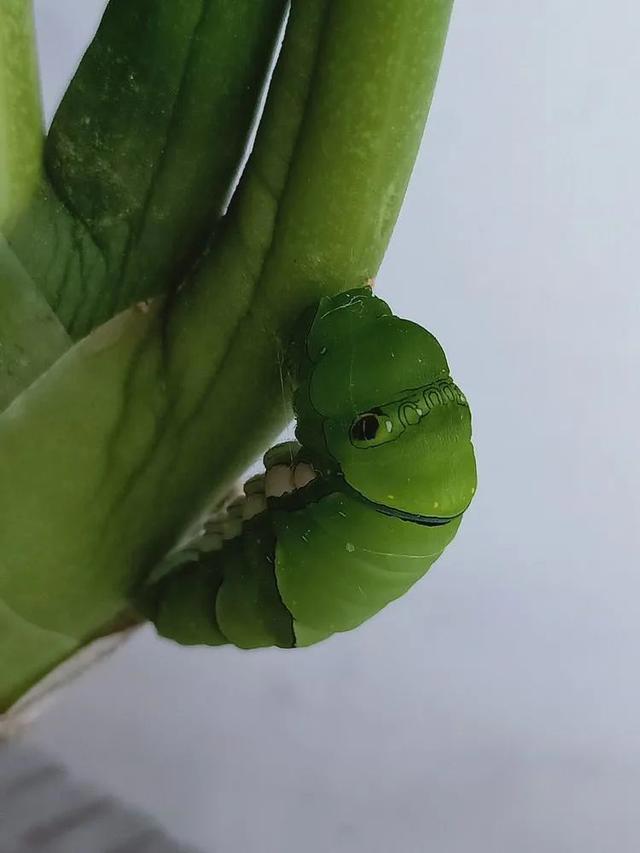 毛虫是怎样飞起来的？