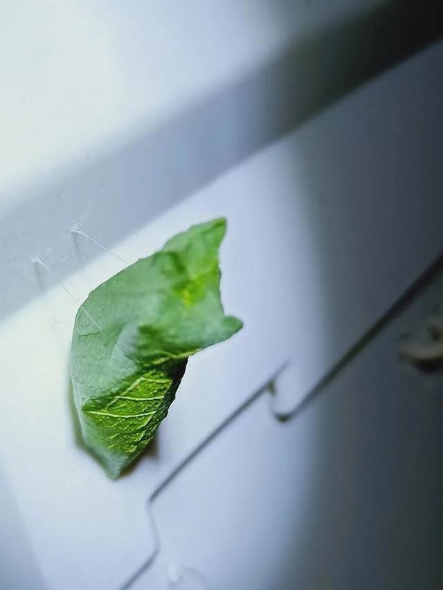毛虫是怎样飞起来的？