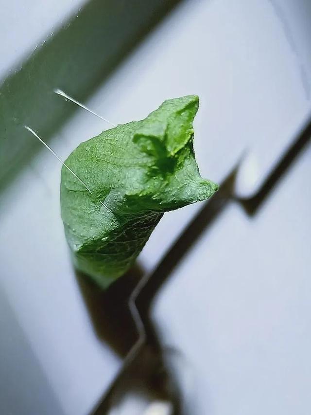毛虫是怎样飞起来的？