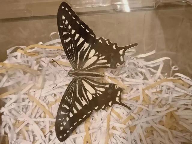 毛虫是怎样飞起来的？