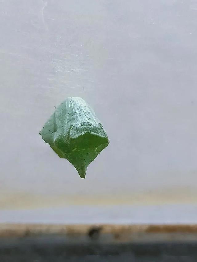 毛虫是怎样飞起来的？