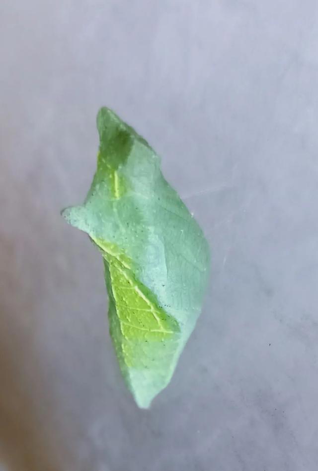 毛虫是怎样飞起来的？