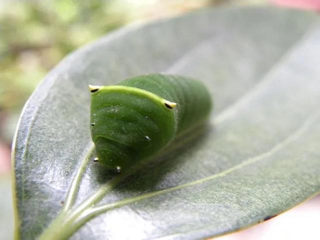 毛虫是怎样飞起来的？