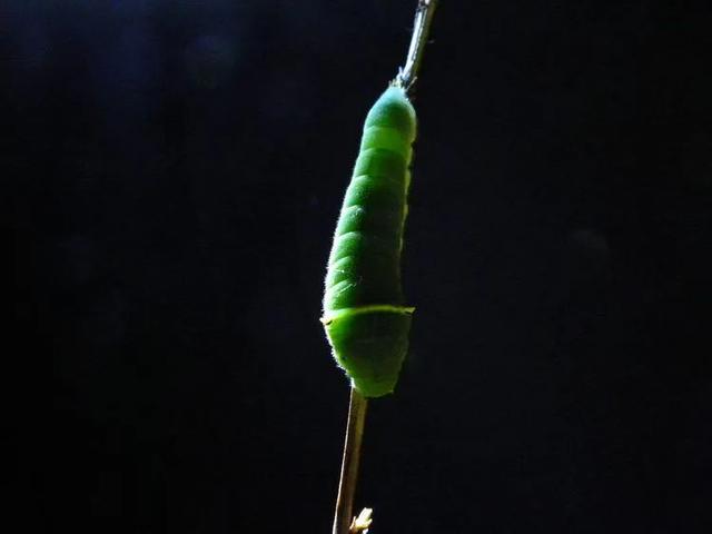 毛虫是怎样飞起来的？
