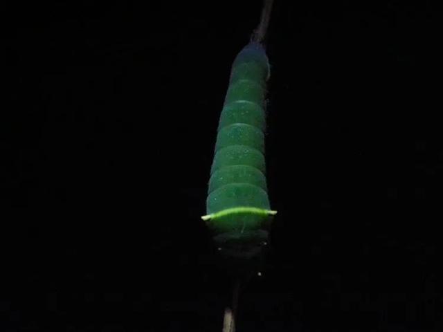 毛虫是怎样飞起来的？