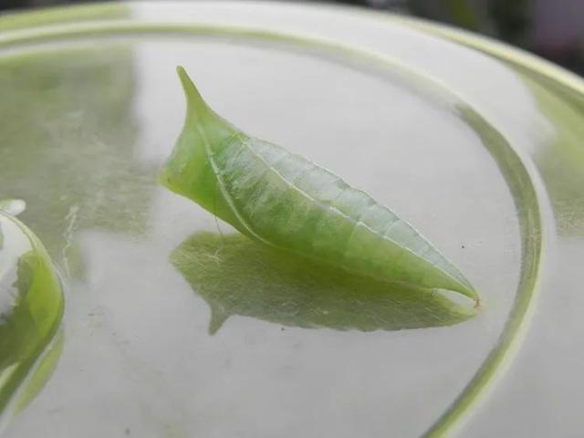 毛虫是怎样飞起来的？